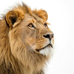 Obraz premium portrait of a male lion