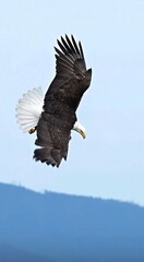 american bald eagle in flight