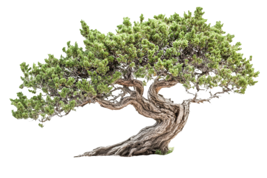 Ancient Bonsai Tree Majestic Pose Peaceful Serenity Timeless Beauty