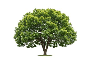 Fototapeta premium Tree isolated on white background