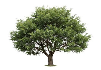 Obraz premium Tree isolated on white background