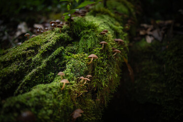 Obraz premium moss on the tree