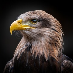 Obraz premium portrait of a eagle