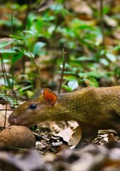 squirrel on the ground