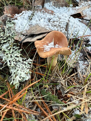 A mushroom flourishes in its habitat, surrounded by glistening frost, enhancing the scene