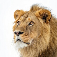 lion face on white background