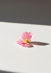 Obraz premium Single Pink Lotus Flower with Strong Shadow on White Surface