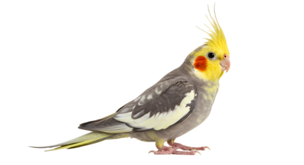 Cockatiel bird perched calmly with head crest slightly raised on transparent background