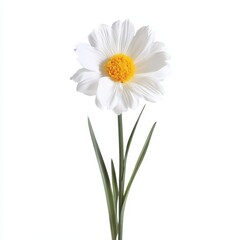 Single white daisy flower blossom bloom on white background