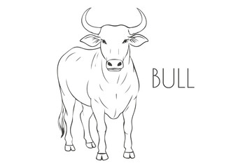 Illustration of a Animal - Bull, Mammalia
