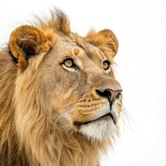 Naklejka premium portrait of a male lion