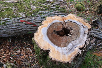 tree stump in the woods