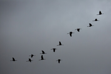 Birds in flight. Flock of cranes flying to warm lands in autumn cloudy sky