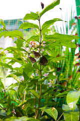 A beautiful butterfly in the garden