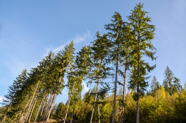 Fototapeta premium Lush green pine trees rise towards a blue sky adorned with scattered white clouds, presenting a serene and peaceful natural forest atmosphere