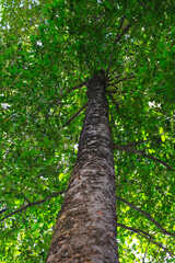 Fototapeta premium Looking up from down tree, Dipterocarpus tree, Big tree in Vietnam