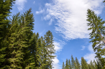Lush green pine trees rise towards a blue sky adorned with scattered white clouds, presenting a serene and peaceful natural forest atmosphere