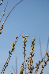 Branch with flowering pussy willow (Salix caprea) on a sunny spring day in March. Easter branch with hairy, furry, fluffy bright catkins. Macro close up of yellow seeds. Blue sky in the background.