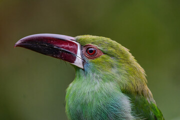 green billed toucan