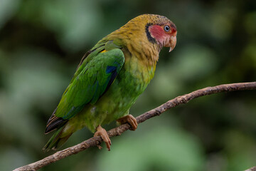 red and green parrot