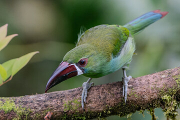 Tucan green
