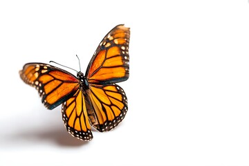 Butterfly layer on plain white setting  
