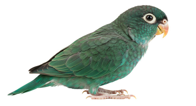 Pacific parrotlet perched, displaying turquoise feathers on transparent background