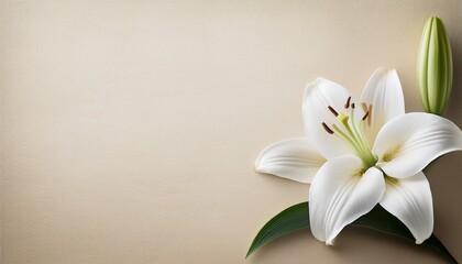 Fototapeta premium 清純な白いユリがベージュ和紙にそっと咲き、夏の夜の余韻と温もりを感じさせる構図