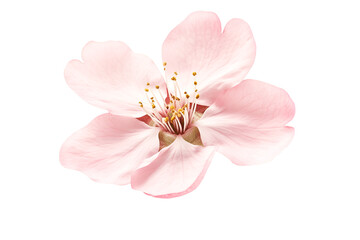 Delicate Pink Flower Blossom Soft Petals Gentle Beauty Springtime Nature