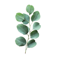 eucalyptus leaf Isolated on white transparent background