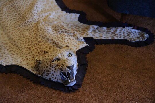 close up of guepard rug