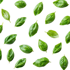 fresh basil Leaves PNG Isolated on white transparent background