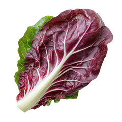 Obraz premium fresh green radicchio leaf Isolated on white transparent background