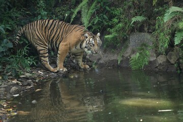a Sumatran tiger drinking the river