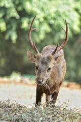 a bawean deer stands looking at the camera