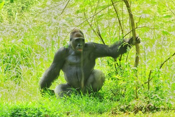 A silverback gorilla resting in a bush during the day © Pitokung