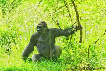 Naklejka premium A silverback gorilla resting in a bush during the day