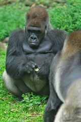 A silverback gorilla resting in a bush during the day