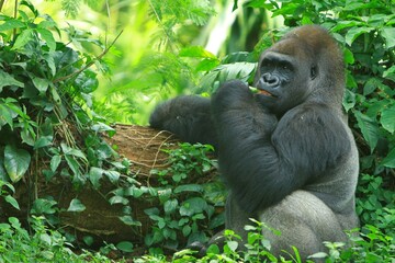 A silverback gorilla resting in a bush during the day