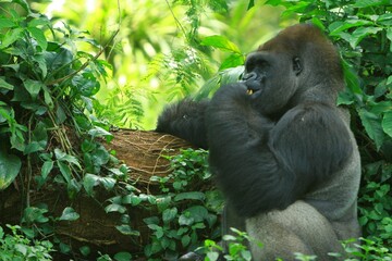 A silverback gorilla resting in a bush during the day