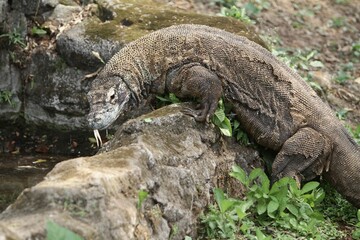 an adult Komodo dragon crawling on rocks