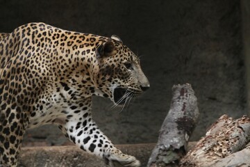 A leopard walking on rocks during the day
