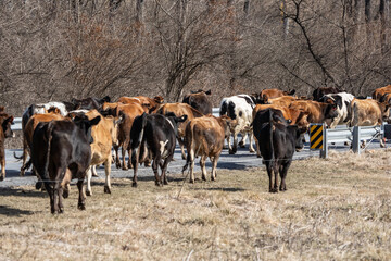 Herd of Dairy Cattle Walking on Road in Rural Pennsylvania