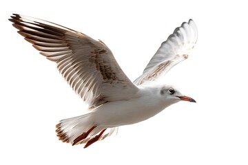 Obraz premium Dynamic Soaring Gull Isolated White Backdrop 