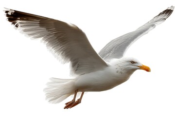 Obraz premium Graceful Flying Seagull White Background Isolated 
