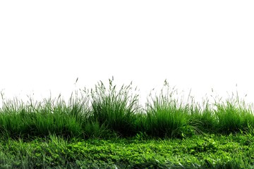 Fototapeta premium Dynamic Grass Surface White Isolated View 