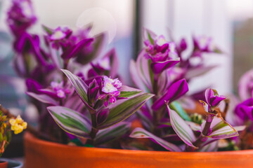 Close-up of vibrant purple and green Tradescantia zebrina plant blooming in a terracotta pot.
