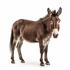 Obraz premium Brown donkey standing