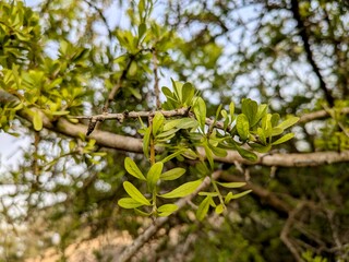 Argan tree branch