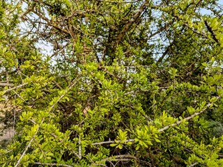 Argan tree branch